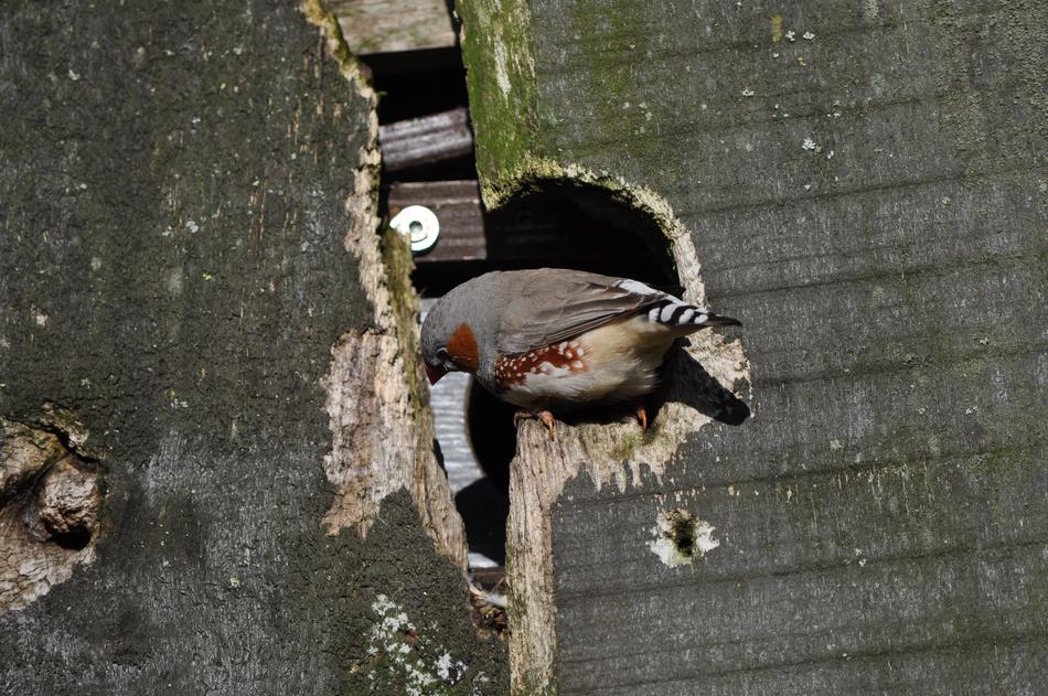 little bird on a broken wooden fence