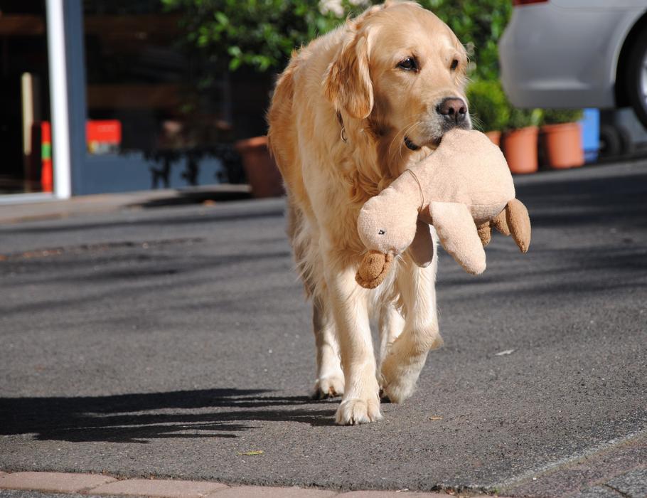 Dog Golden Retriever Animal