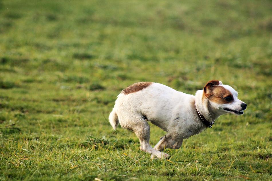 Dog Field Playing Small