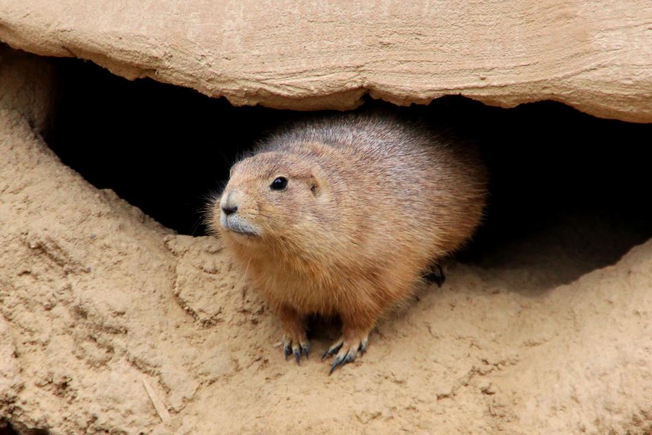 Zoo Marmot Animal closeup photo
