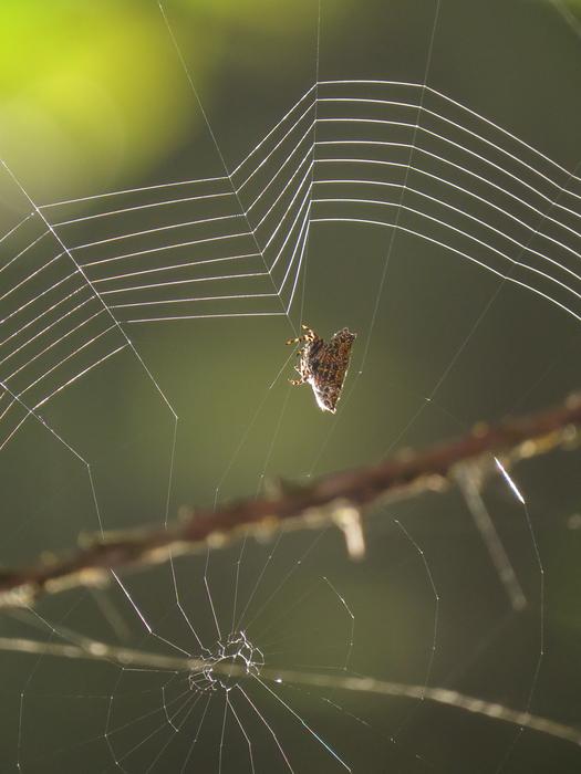 wild spider on a woven web