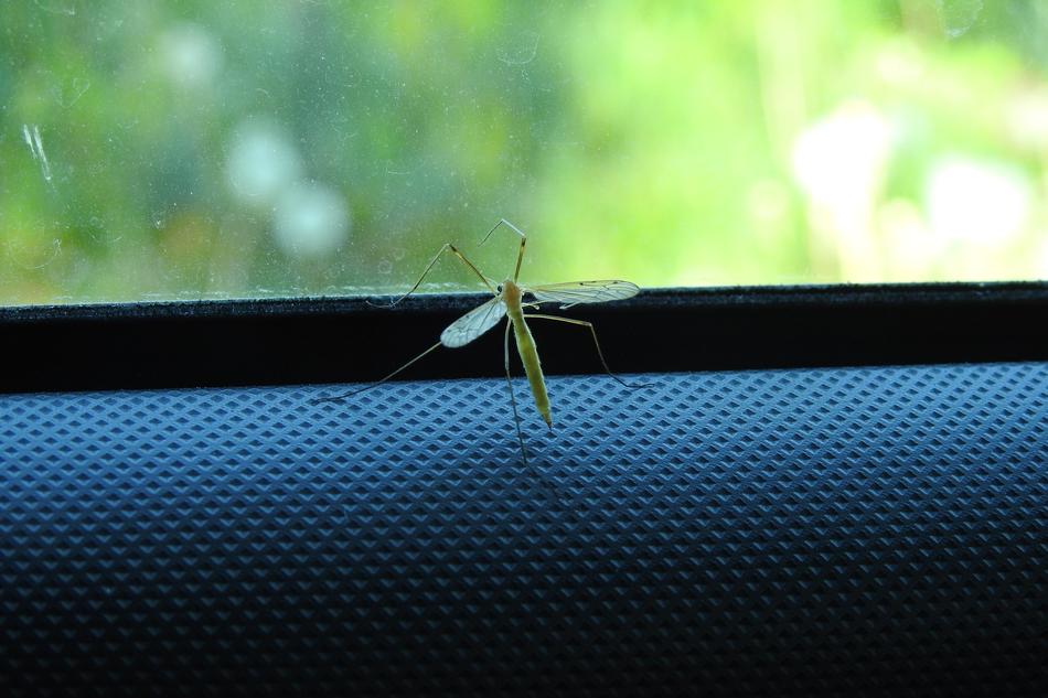 Komar Insect Nature