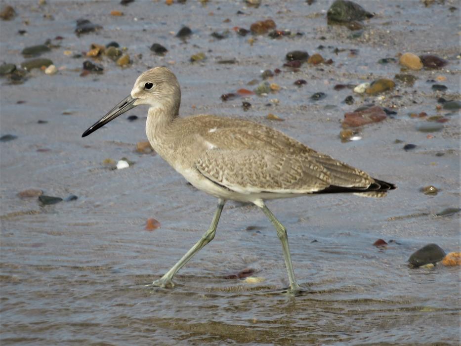 Beach Bird