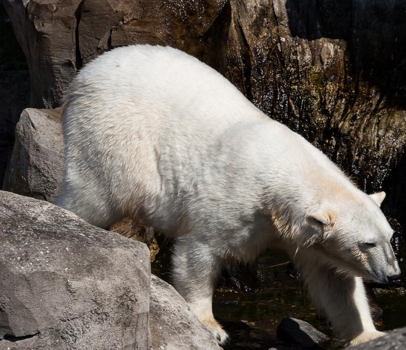 Polar Bear Animal Predator