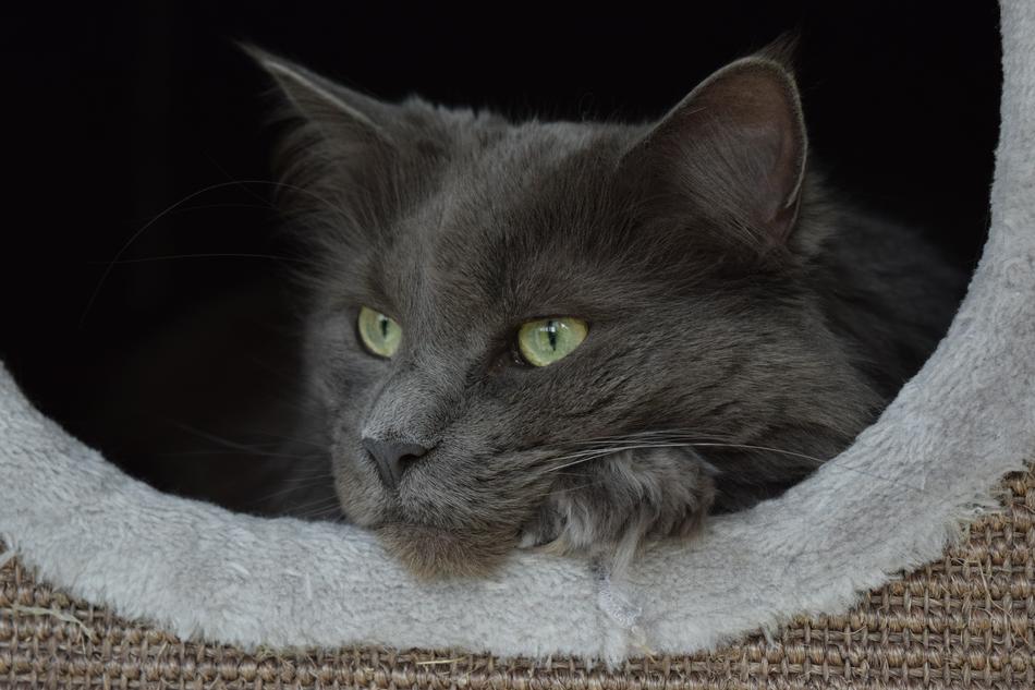 Beauty Cat Maincoon
