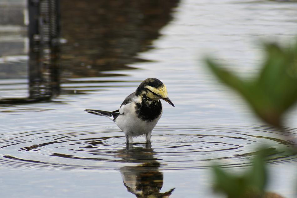 Animal Pond Waterside