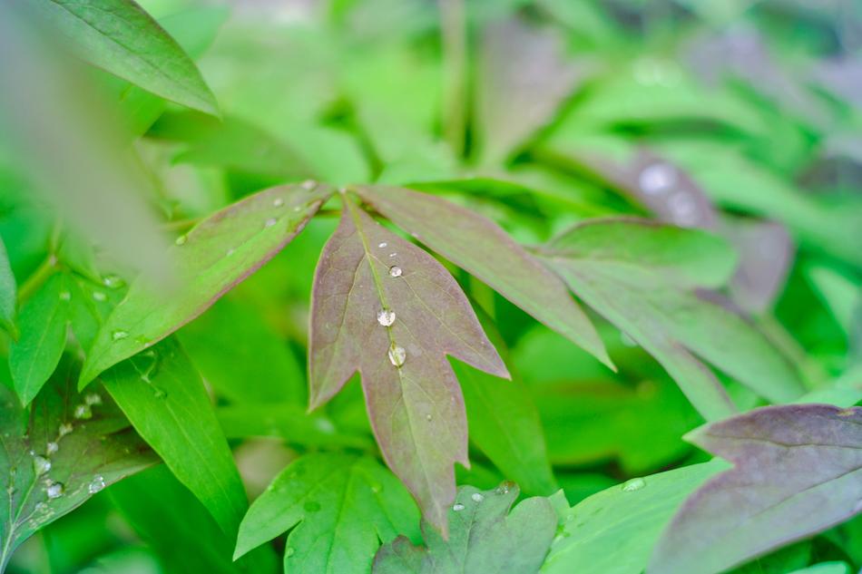 Petal Greens Background