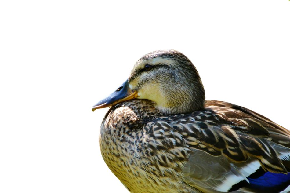 Duck Mallard Water Bird