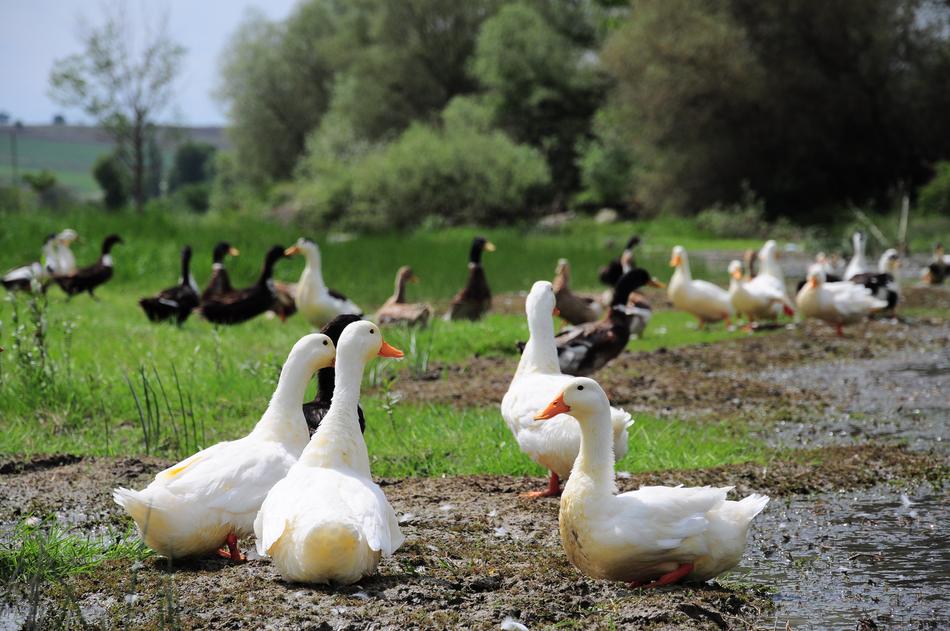 flock of ducks in the grass