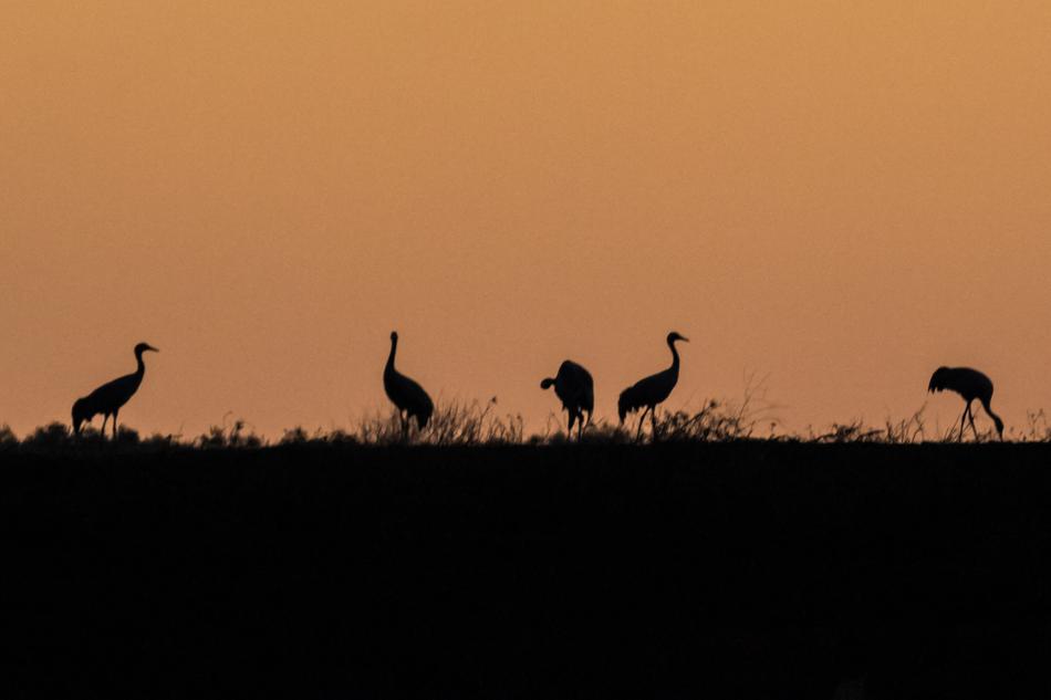 Spain Extremadura Common Crane free image download