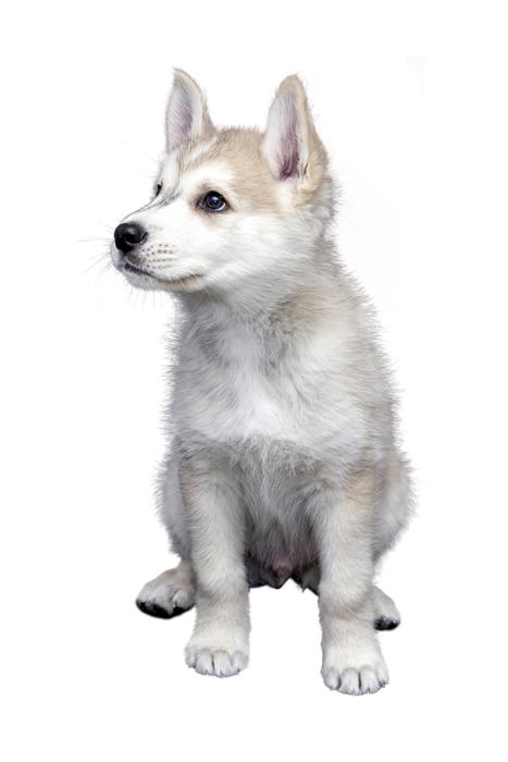 Dog Pet Isolated