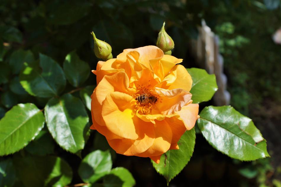 Rose Bloom Bee
