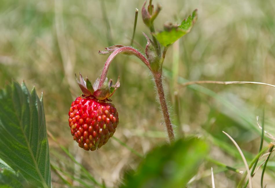 sweet little berry on a branch