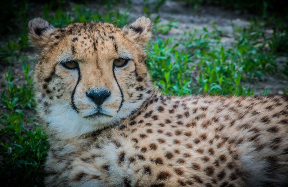 Cheetah Cat Predator