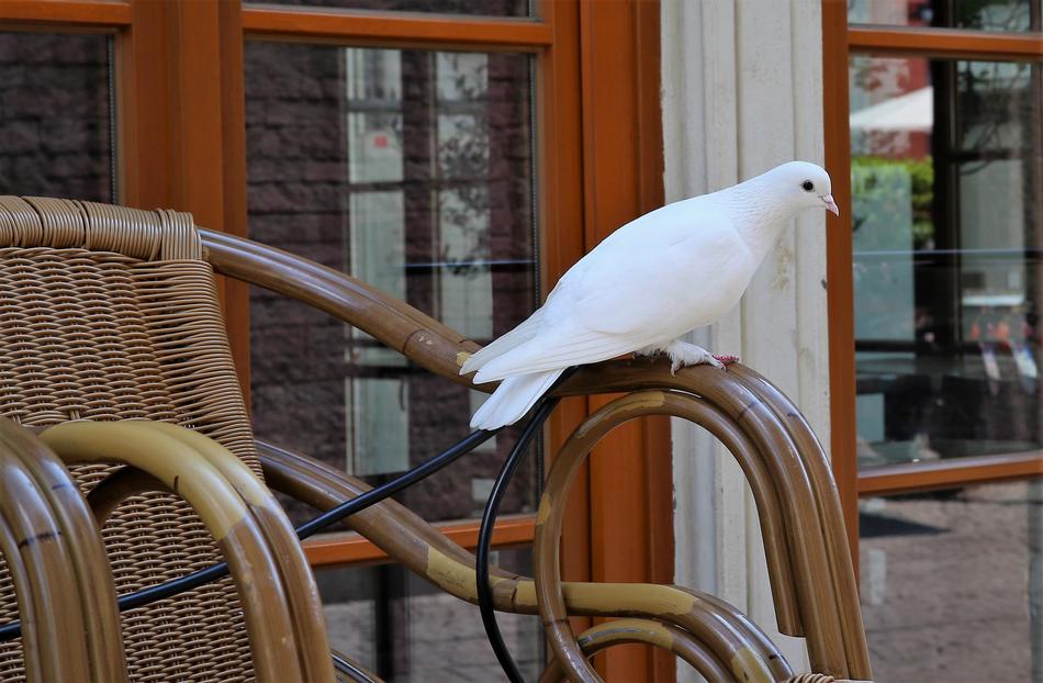 Dove Bird on chair railing
