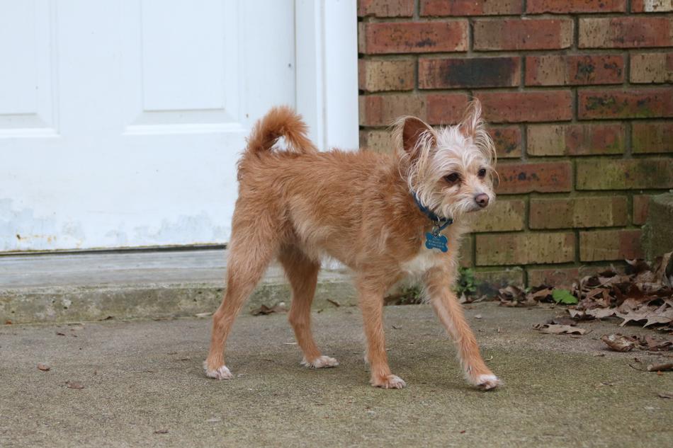 Dog on Sidewalk by Door