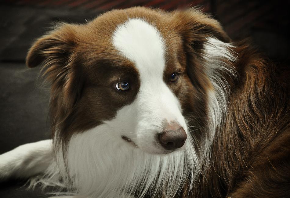 dog with a furry face