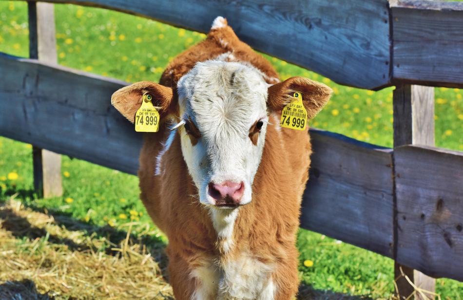 cute cow on the farm