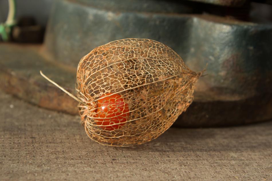 ripe vegetable in a shell