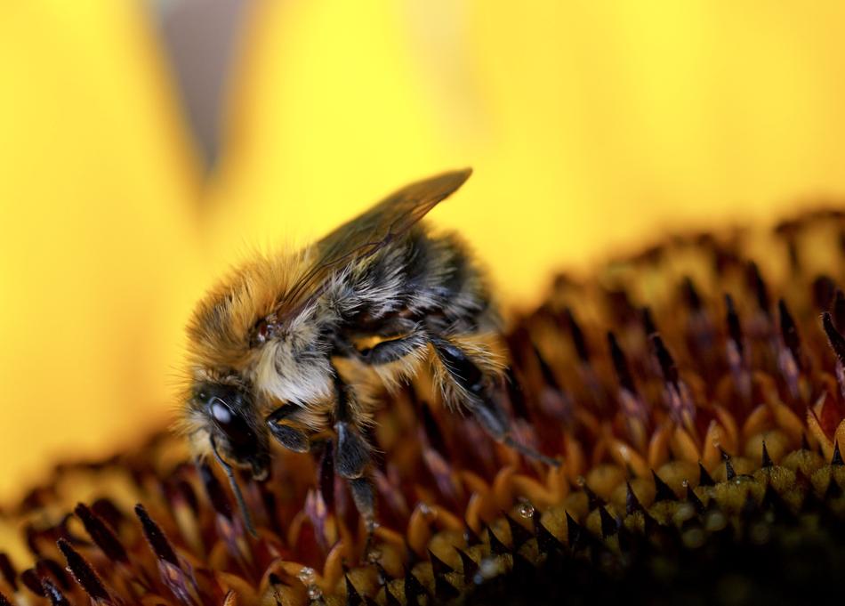 Insect Nature Bee