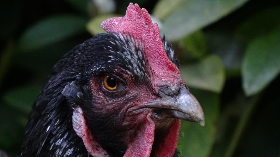 black domestic chicken