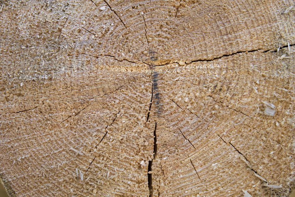 Tree Texture Pine