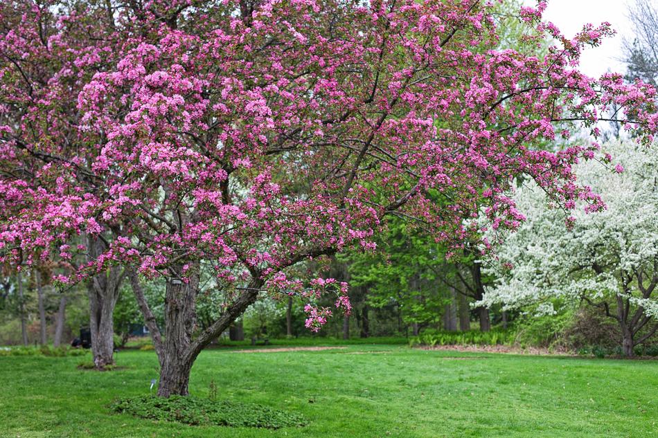 Spring Background Backdrop