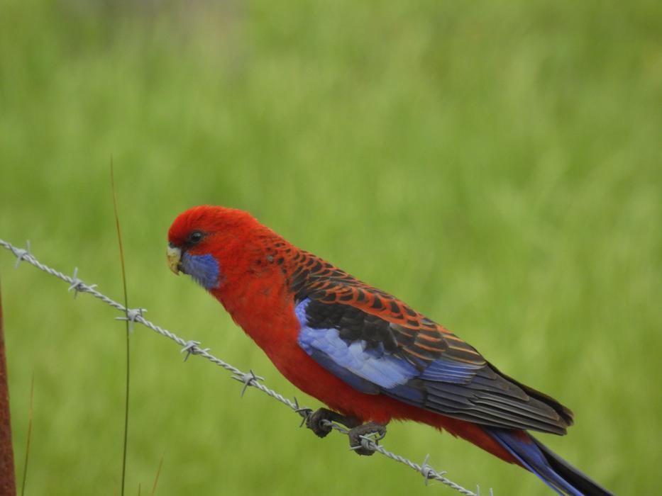 Bird Australia Crimson Rosella