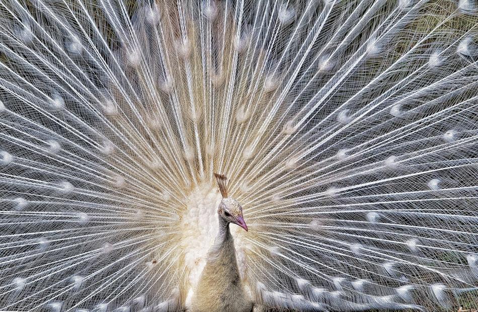 Peacock Bird Colorful