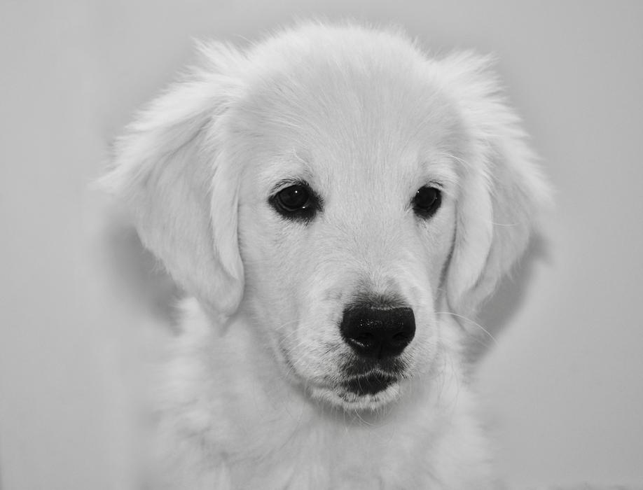 Dog Golden Retriever Black white
