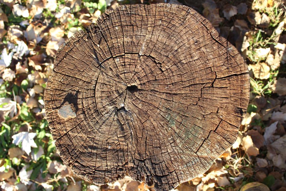 Trunk Wood Seat