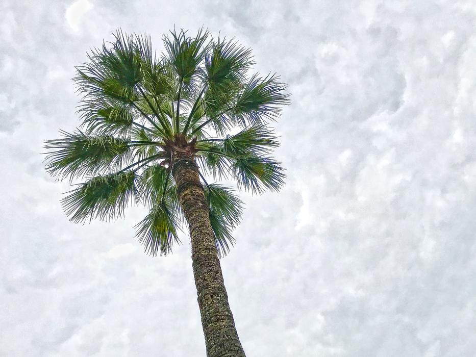 Palm Sky Clouds