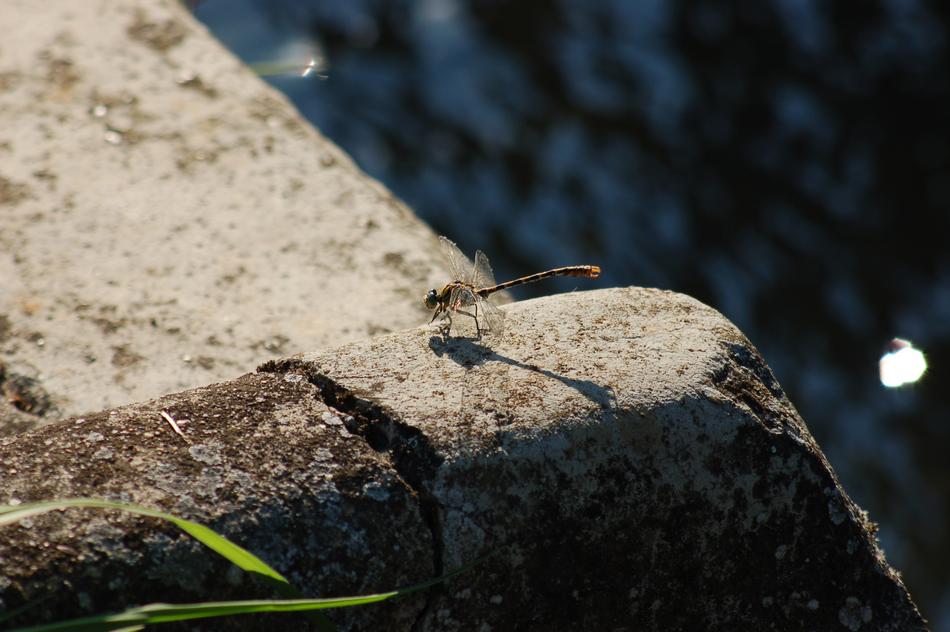 Insect Dragonfly