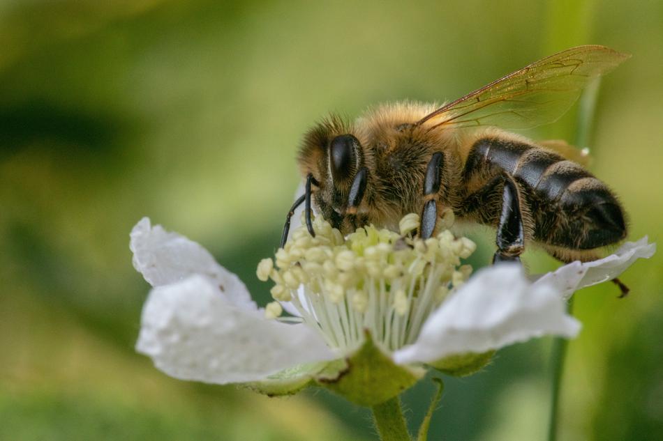 Bee Insect Close Up