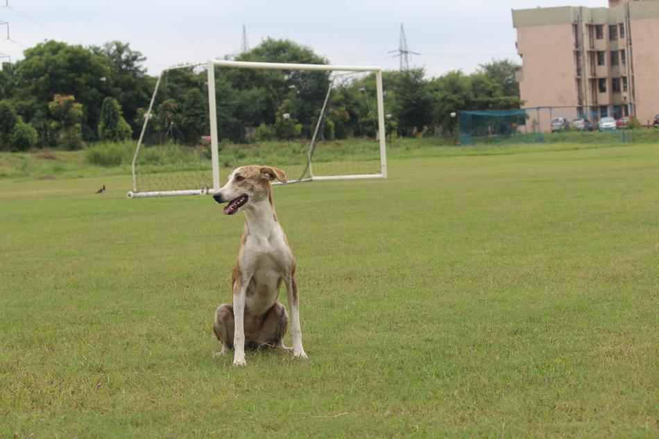 female Dog sits on sportsground at summer