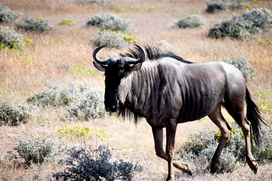 Wildebeest Animal Etosha