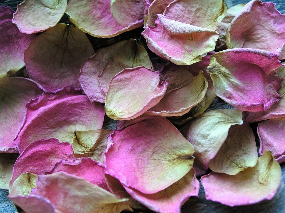 Petals Background Flower