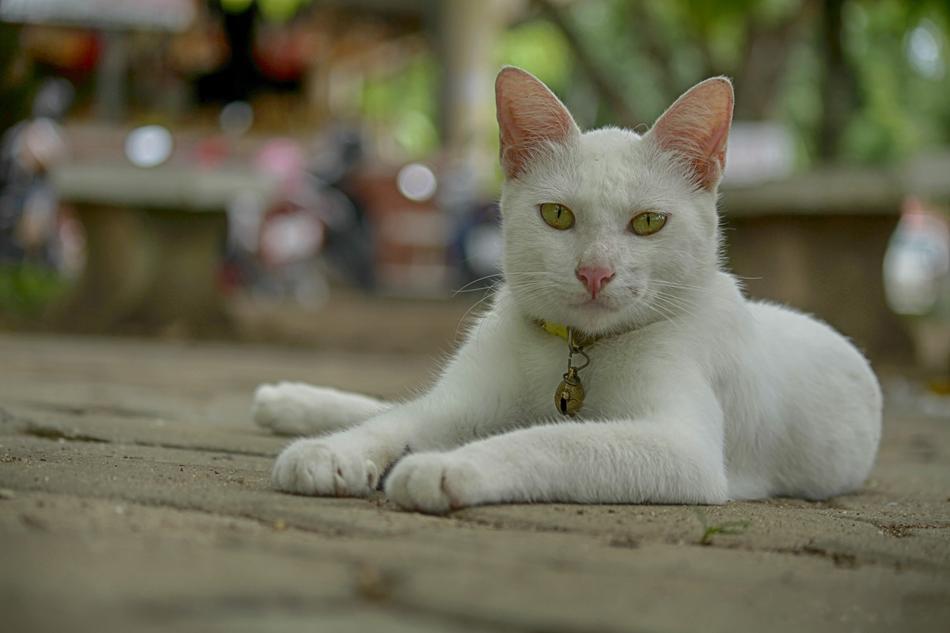Animals Cat