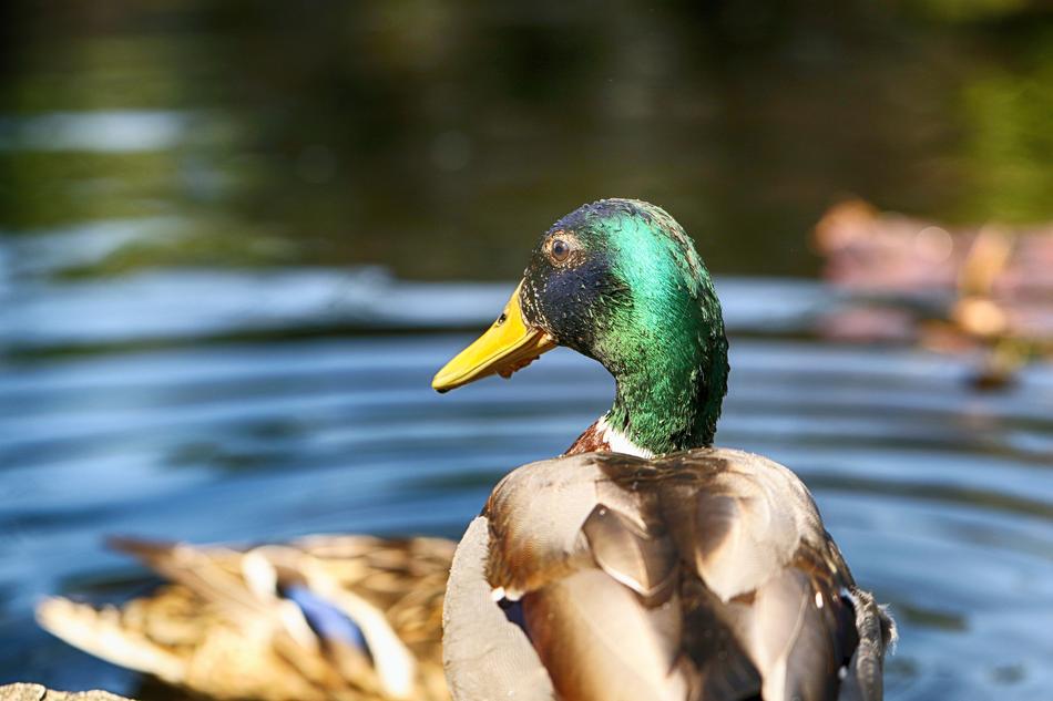 Duck Animal Nature