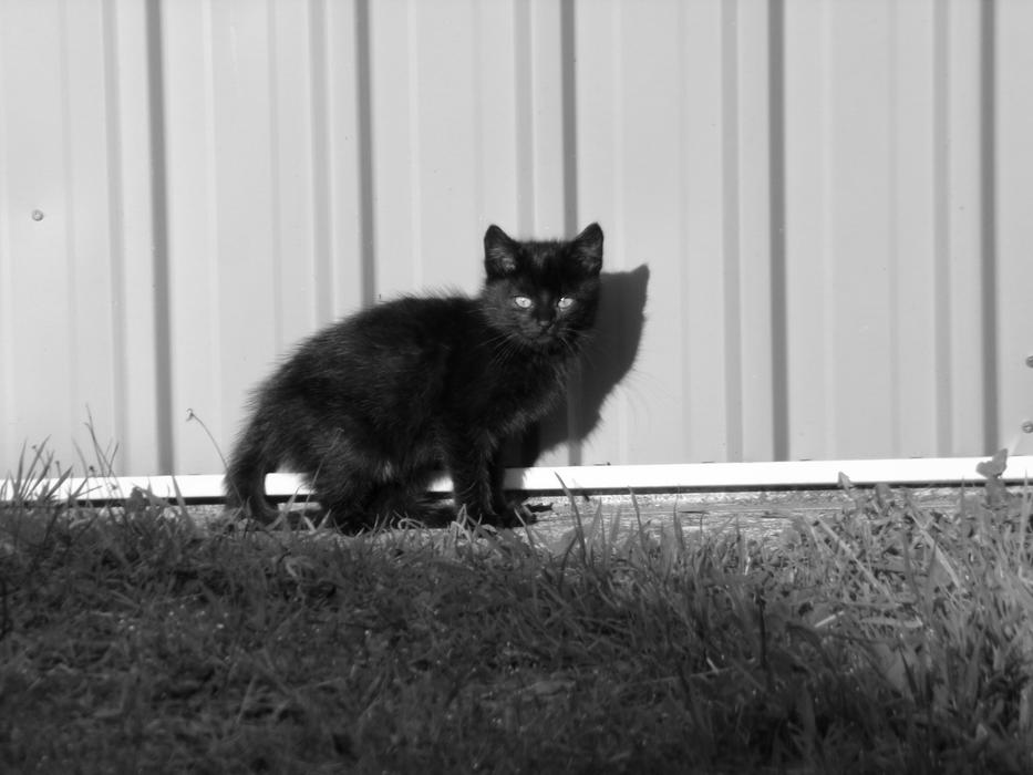 black frightened kitten