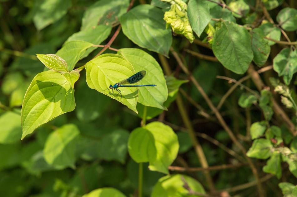 Dragonfly Insect