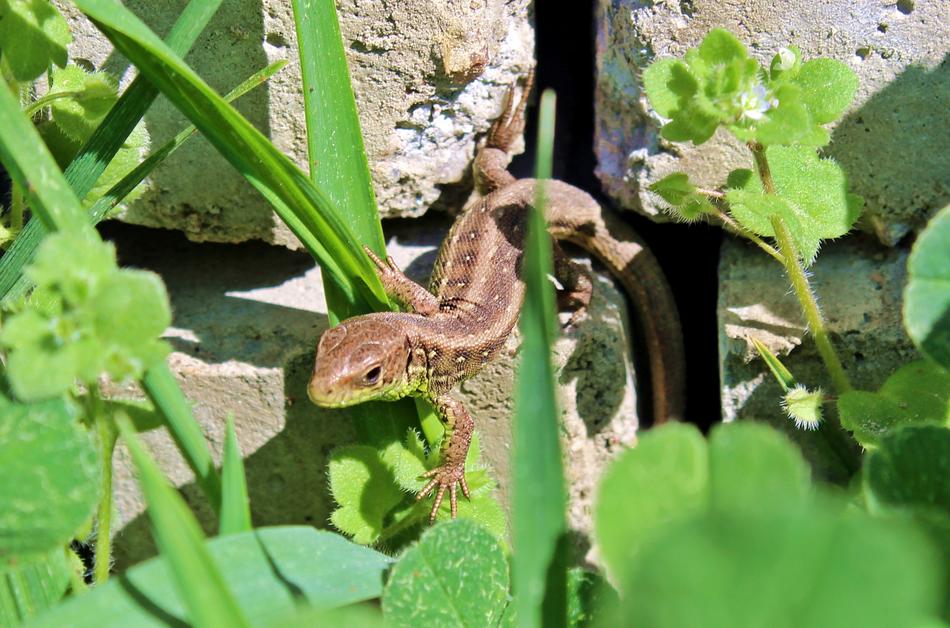 The Lizard Grass Pet
