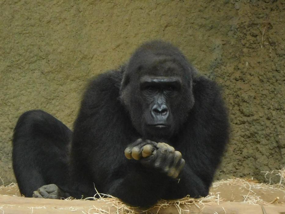 Gorilla Zoo Monkey