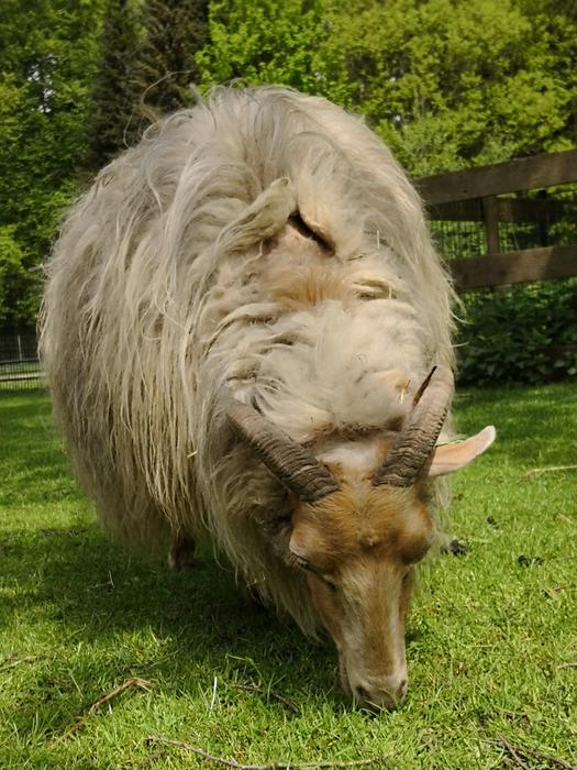 gorgeous fluffy sheep