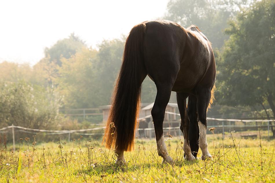 Horse Graze Eat