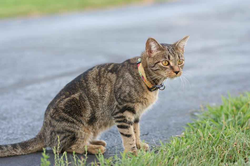 house cat by the road