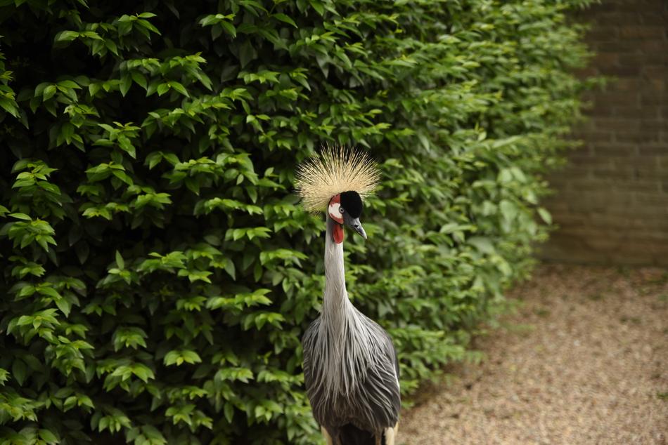 Bird Animals