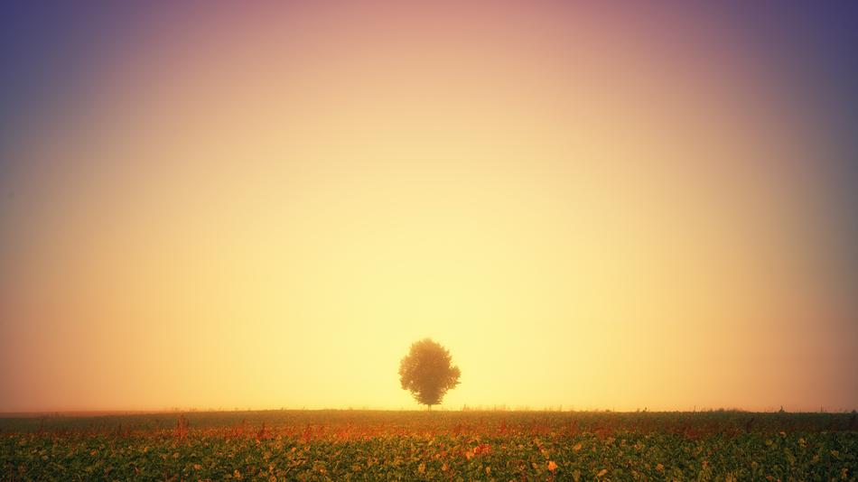 Light Glow Tree