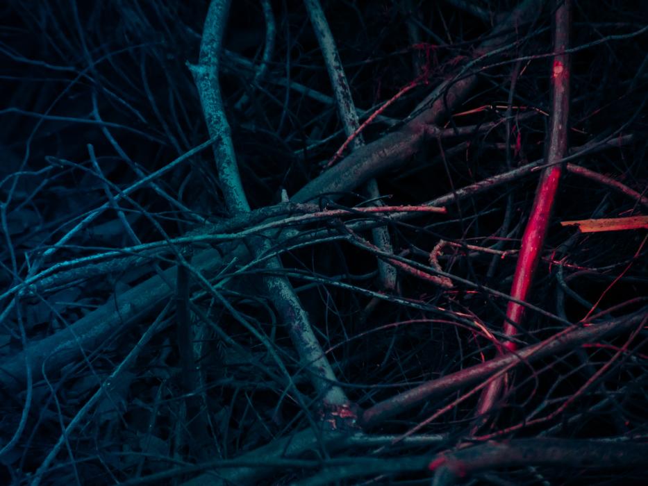 pink and blue branches on a black background