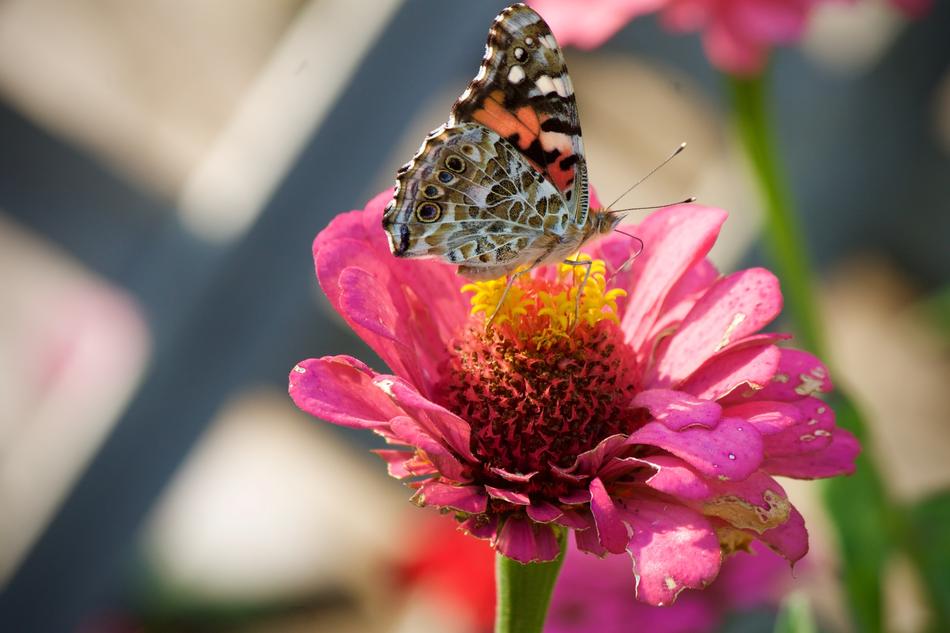 Painted Lady Butterfly Butterflies